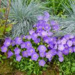 Fleurs - Campanule des Carpates Bleue - face recto